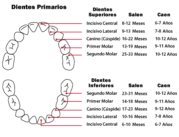 Dentición: Orden De Aparición - Gráfico De La Dentición | Orajel™