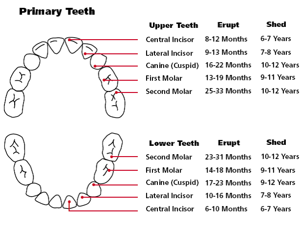 Teething: Order Of Appearance - Teething Chart | Orajel™