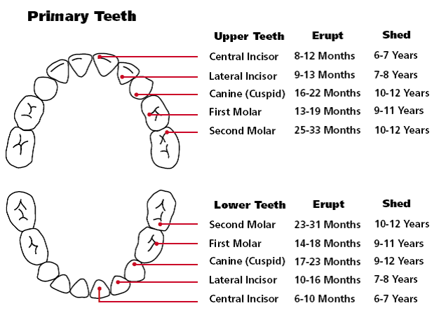 one year old molars